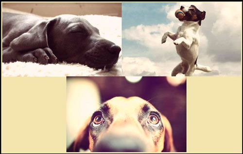 Dog care as original business ideas